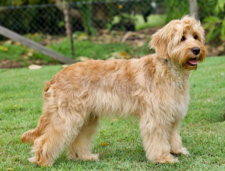 Australian Cobberdog Coat Types. Example of a straigh fleece coat