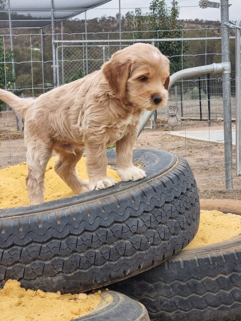 KooeeKeis True Blue 12 weeks old playing on the tyre mountain