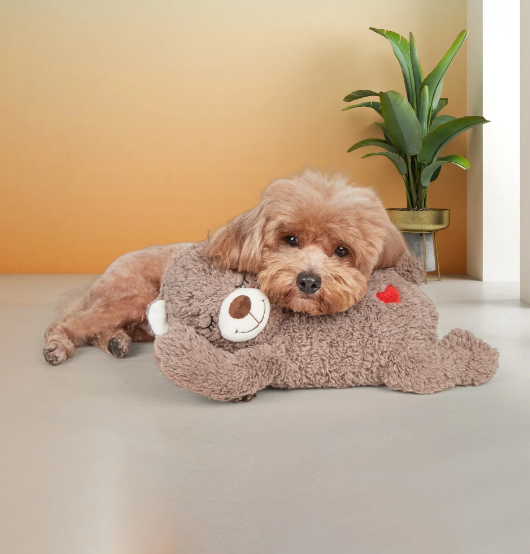 Getting ready for an Australian Cobberdog puppy. We provide you with a snuggle bear and blanket