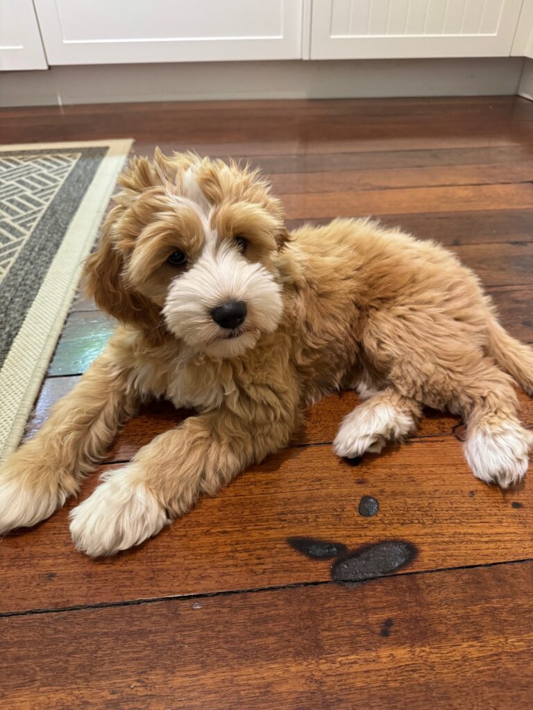 One of our guardian puppies. Sienna