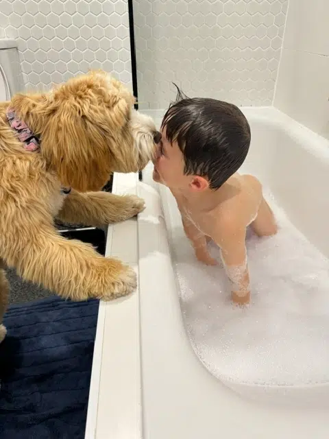 Cobberdog puppy kissing a young boy in the bath