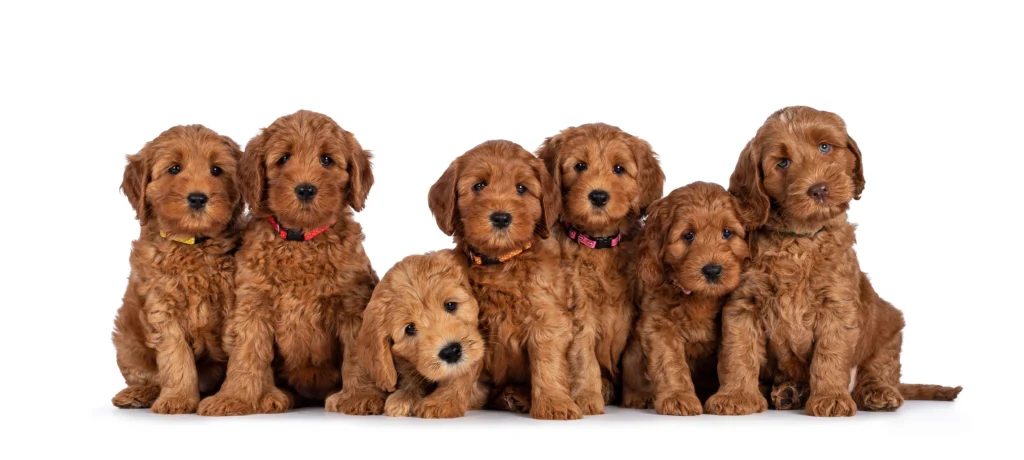 7 cute Australian Cobberdog puppies in a row
