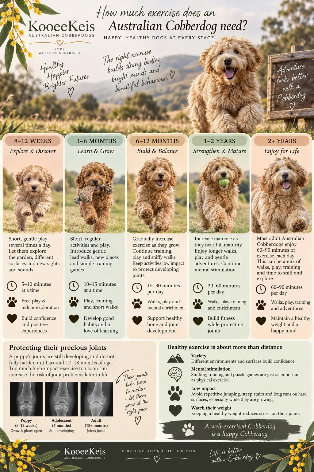 Australian Cobberdog recommended excercises age appropriate