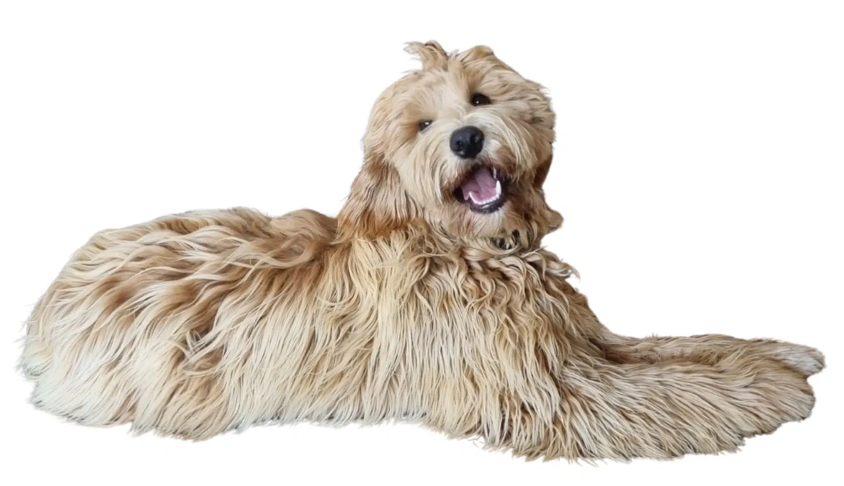 This magnificent Australian Cobberdog is what KooeeKeis is aiming for in every litter