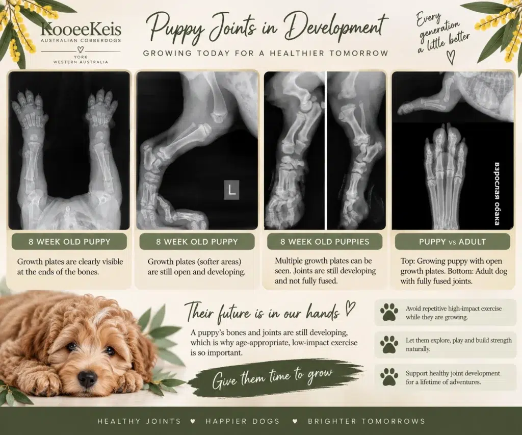 Australian Cobberdog Puppy Joints